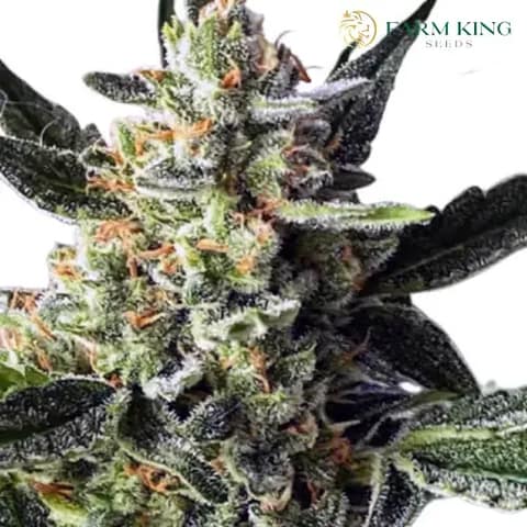 Gorilla cake strain auto-cannibis seeds