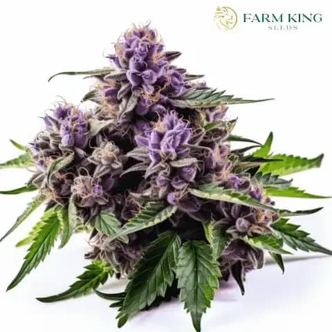 Blueberry Yum Yum Strain Auto Cannabis Seeds