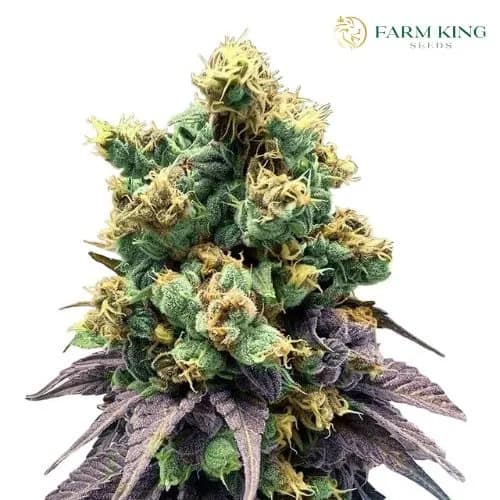 Area_51_Fruitz_Feminized_Cannabis_Seeds