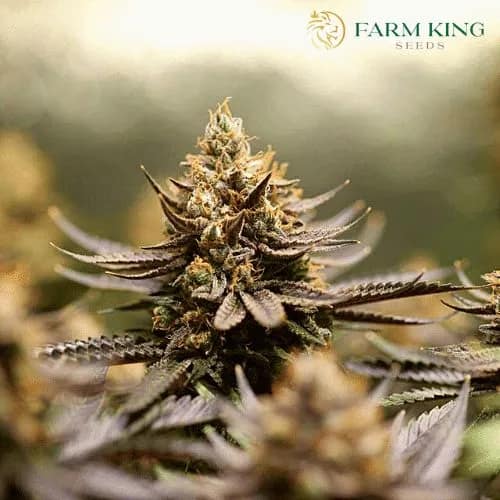 CBD Charlottes Web Cannabis Seeds