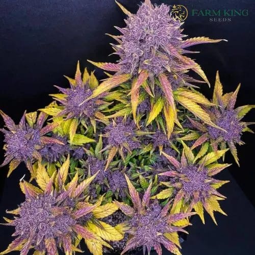 Purple Lemonade Auto Cannabis Seeds