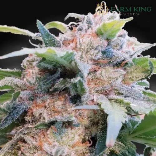 cb_dream_Feminized cannabis_seeds