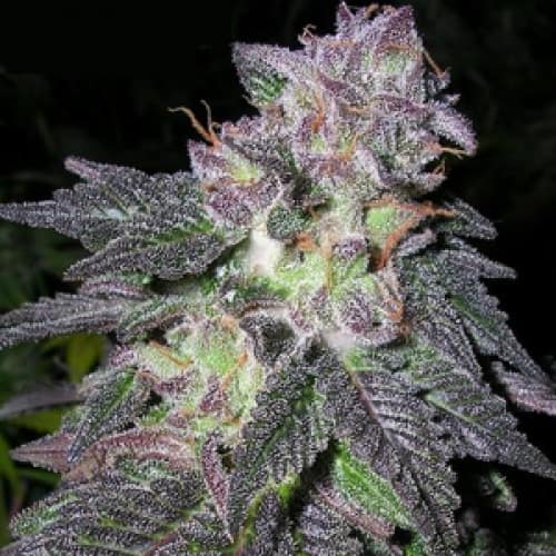 Black Gold Feminized Cannabis Seeds