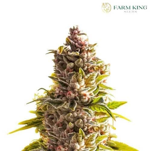 Northern Lights Auto Cannabis Seeds