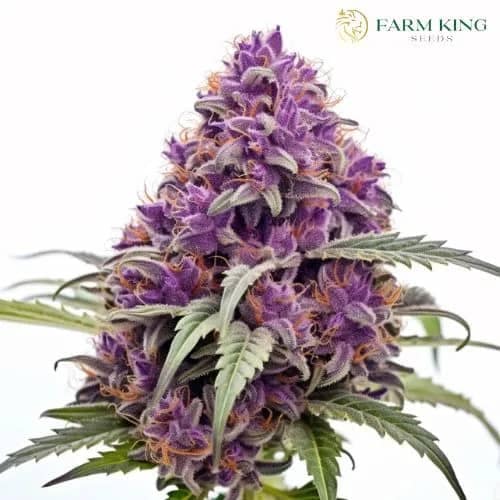. Purple Dream Fast Version Cannabis Seeds