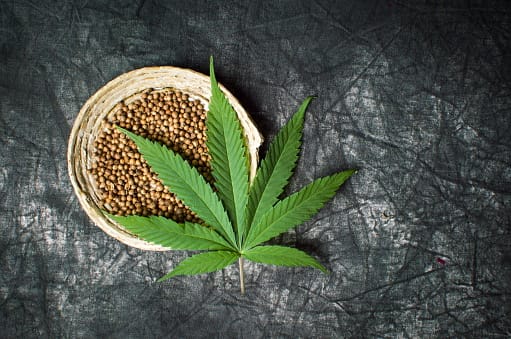 High Quality Cannabis Seeds