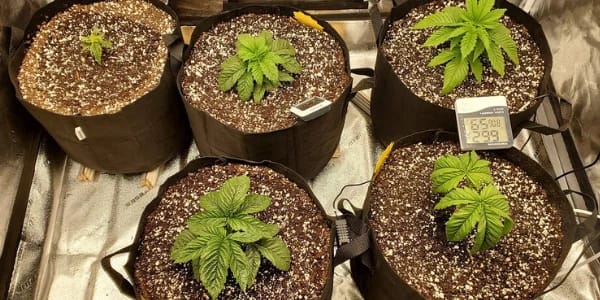 Soil for Cannabis