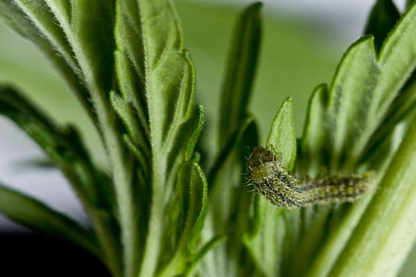 Caterpillars on Cannabis plant
