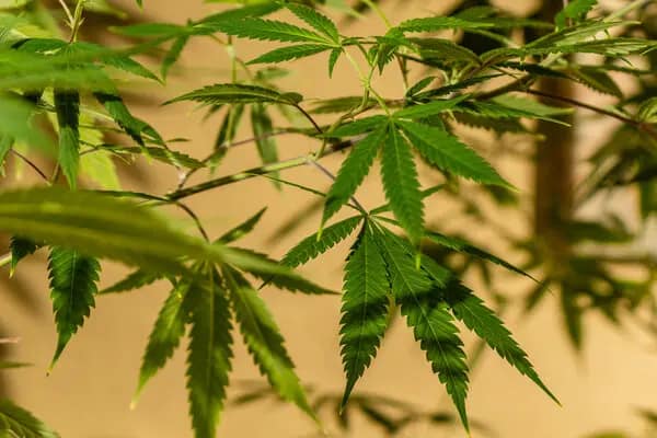 Best Cannabis Strains