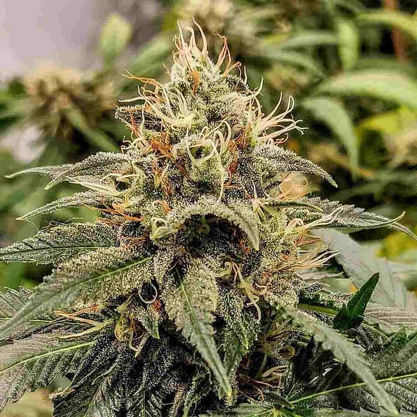 Jack Herer Fast Version Cannabis Seeds