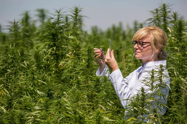 Growing Guide for Cannabis Seeds in Toronto