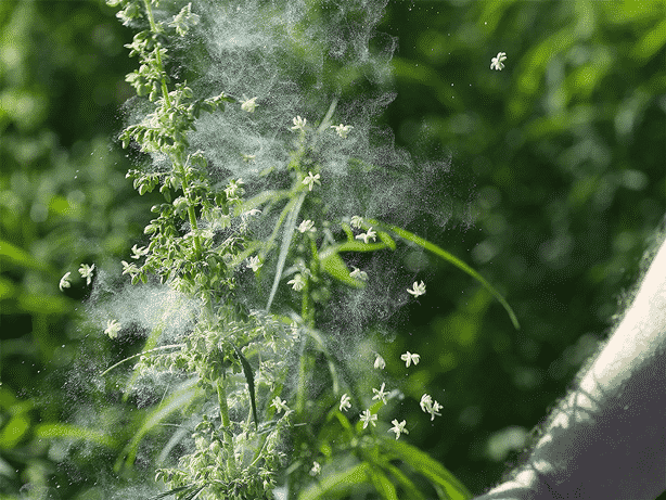 cannabis plant sex identification