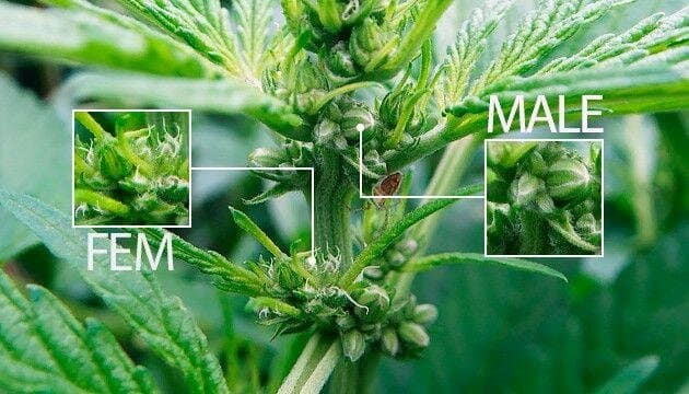Hermaphrodite Plants