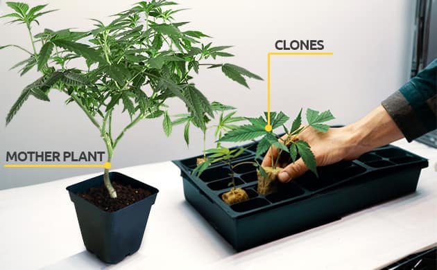 Clone Autoflower Cannabis Plants