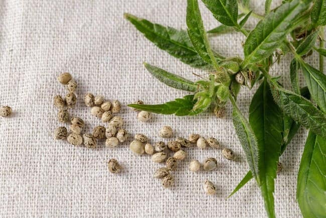 Regular Cannabis Seeds