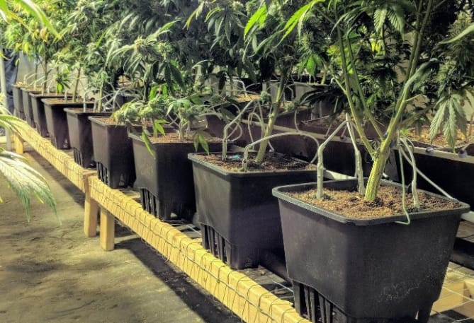Picking cannabis containers