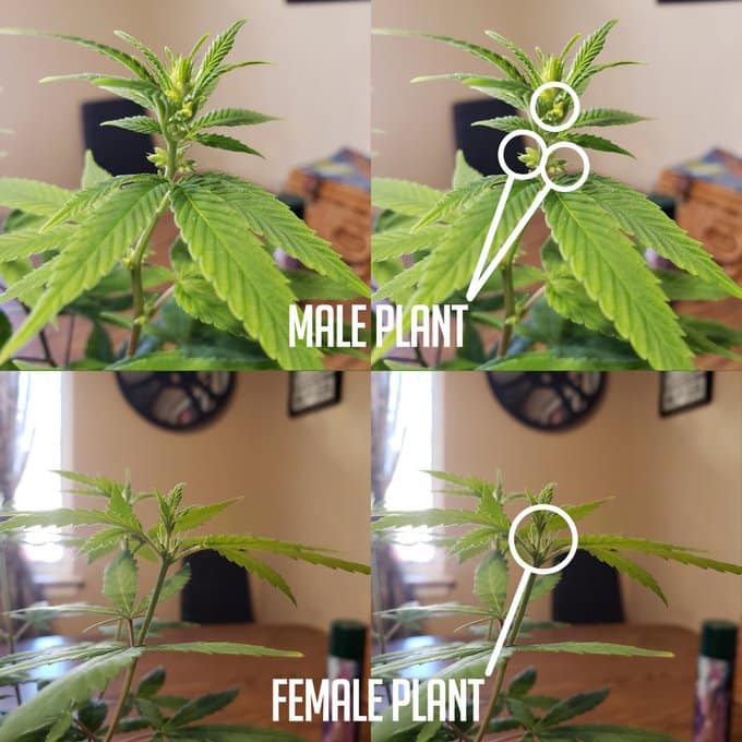 difference between male and female cannabis plants
