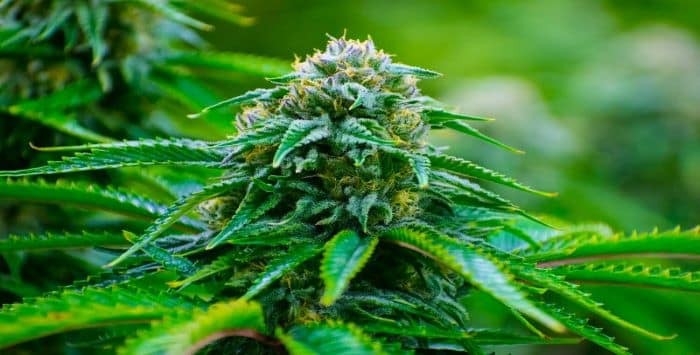 Sex of Cannabis Plant