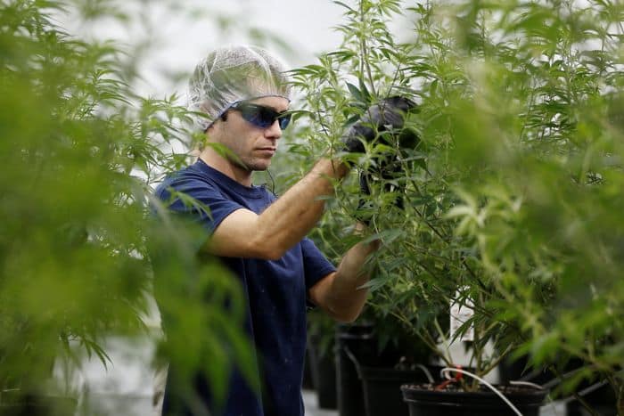 Cannabis Potency Testing