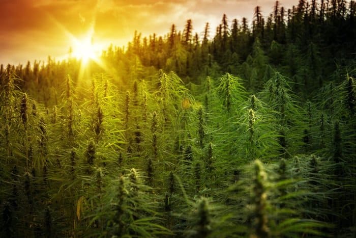 Cannabis Light Sensitivity