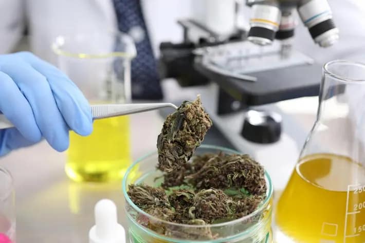 What are the factors to consider while cannabis potency testing