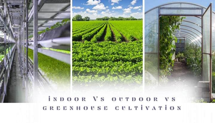 indoor vs outdoor cannabis cultivation