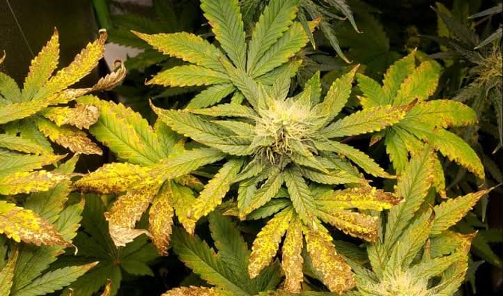 Nutrient-Imbalances-and-Leaf-Curling