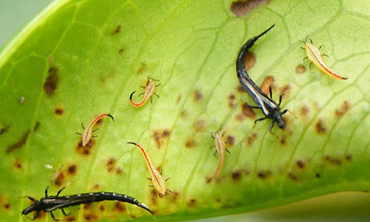 thrips common cannabis pests