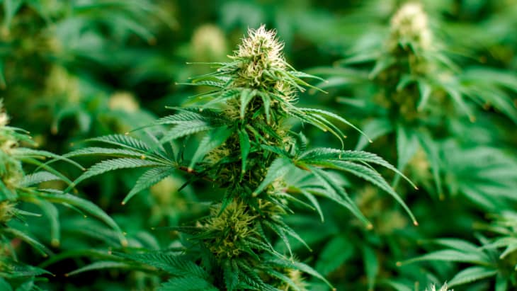 Cannabis in Montreal