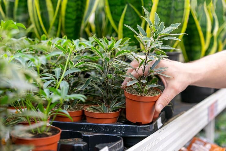 Growing Cannabis in cantainer