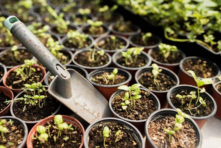 Right pot size for indoor cannabis cultivation