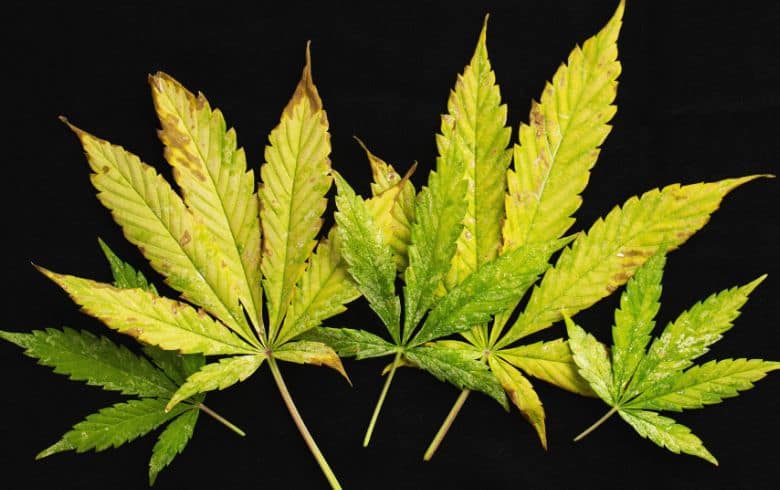 Causes of Brown Spots on Cannabis Leaves