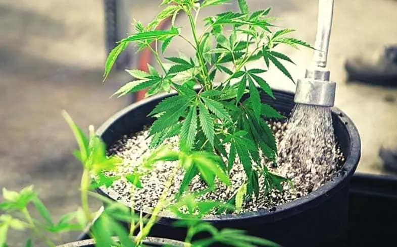Underwatering cannabis plant