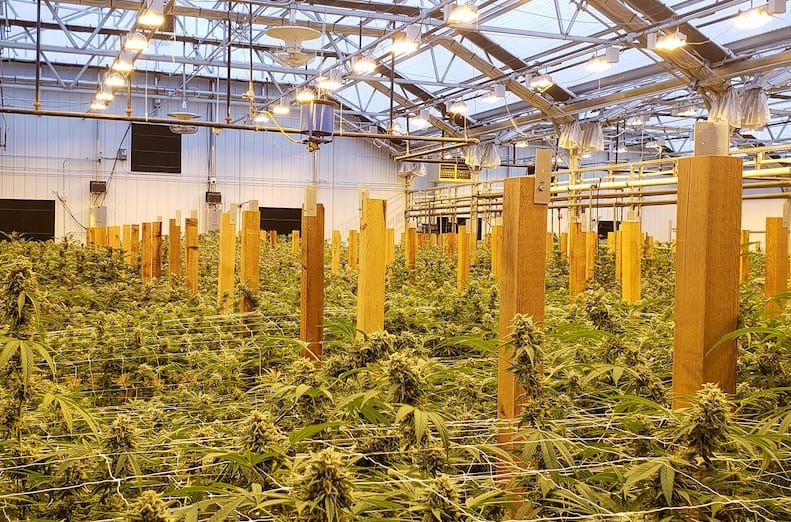 Optimizing Your Grow Space