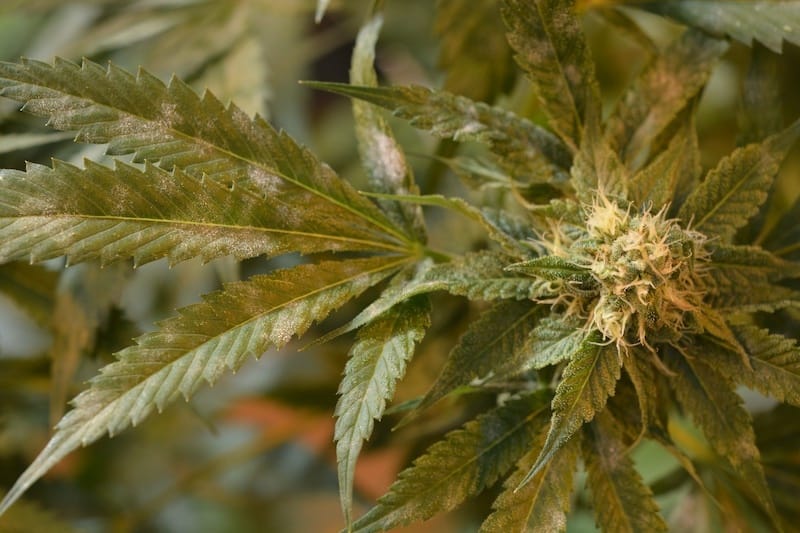 Common Cannabis Pests And Diseases