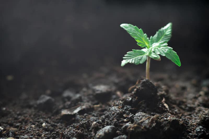 Soil for Cannabis Plant