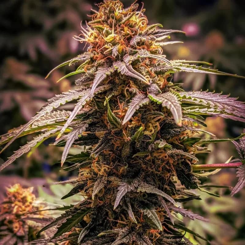 1. Grandaddy Purple Autoflowering Cannabis Seeds