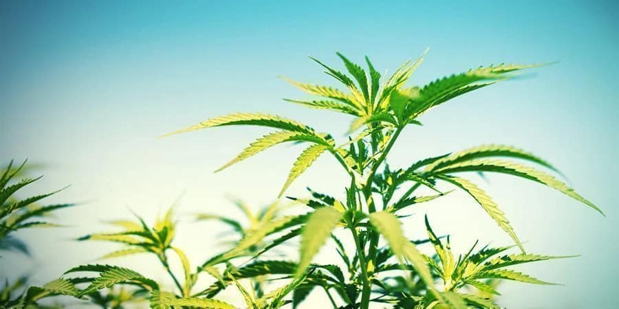 Cannabis Seeds Montreal