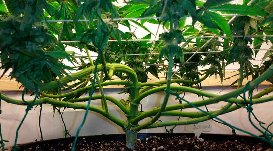 Cannabis Training