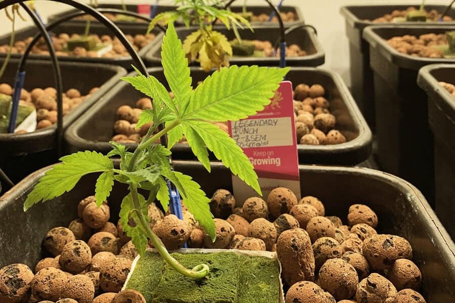 Aquaponic Systems