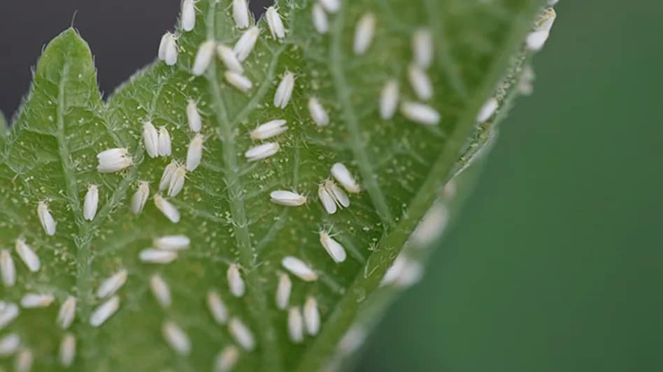 White Fly on Cannabis