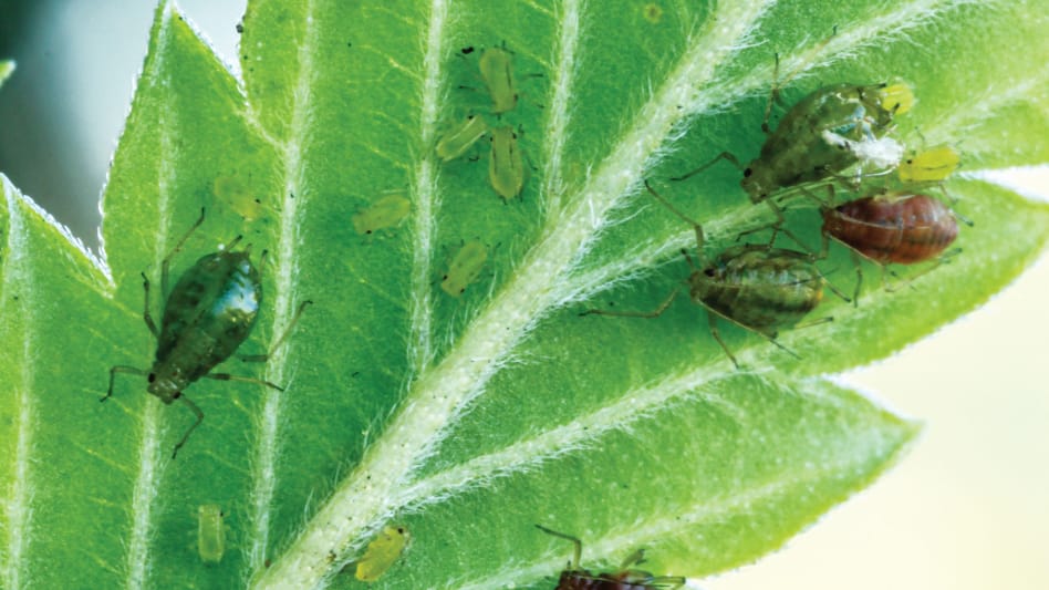 Cannabis pest