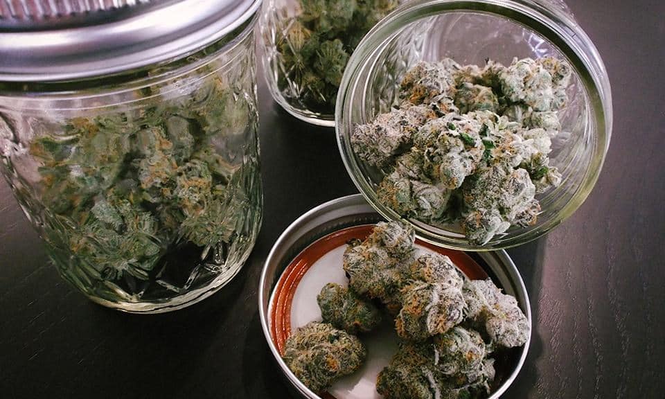 Harvested Cannabis Buds Curing and Storing