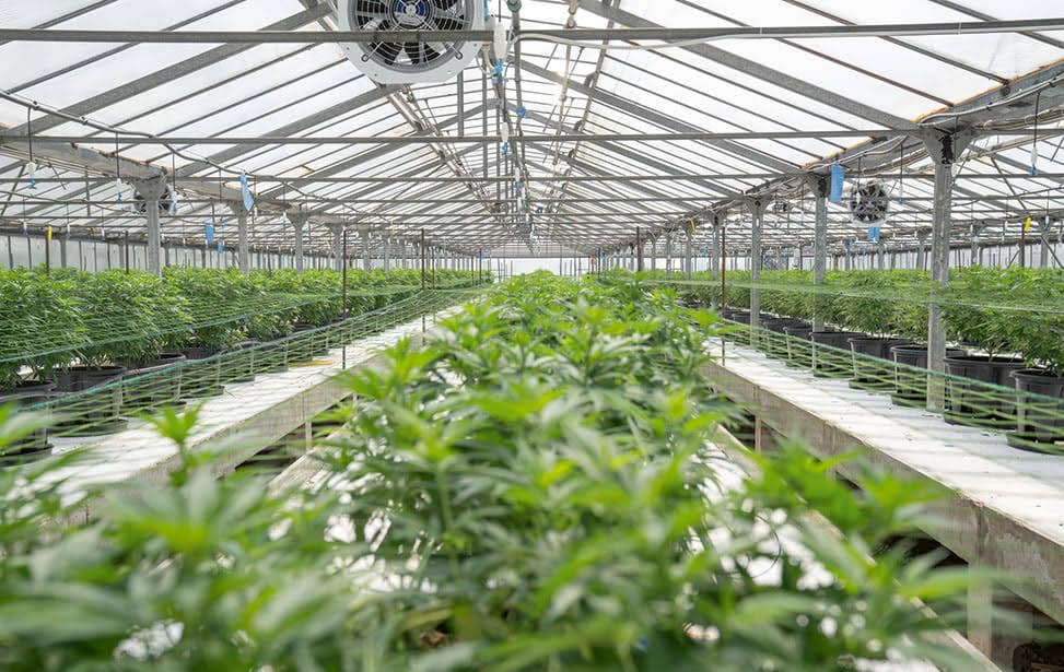Ventilation for Indoor Cannabis