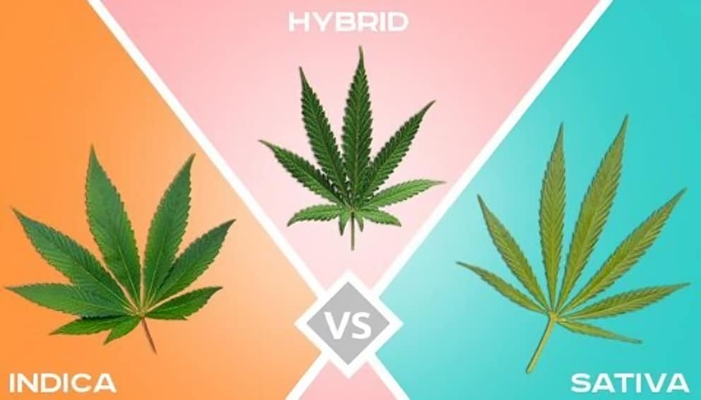 Indica, Sativa and hybrid cannabis seeds