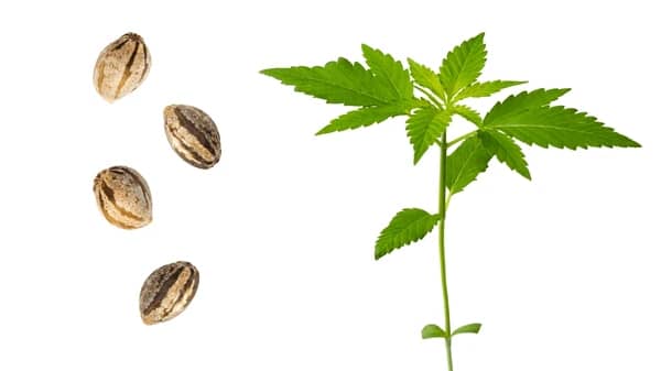 Best Cannabis Seed For Indoor Plantation