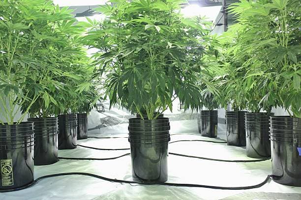 Growing Cannabis Plant Indoor