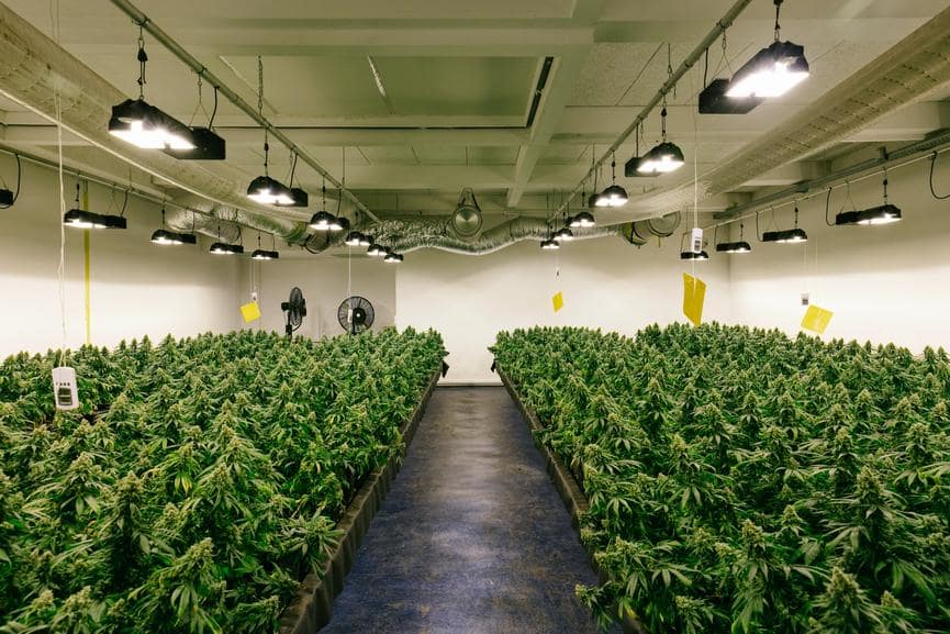 Indoor Cannabis Plant