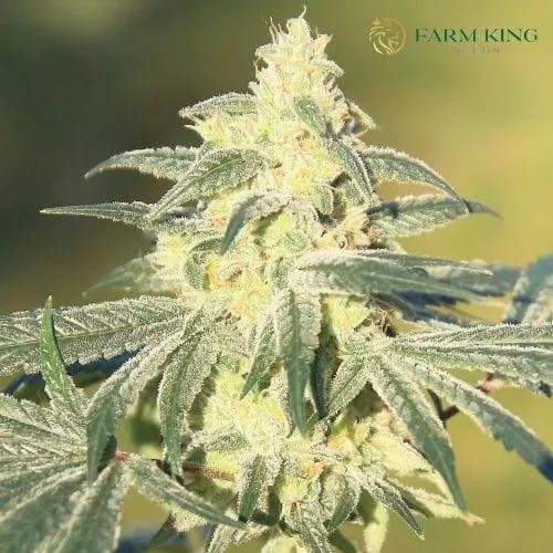 Auto_Gorilla_Glue_Cannabis_Seeds Auto_Gorilla_Glue_Cannabis_Seeds