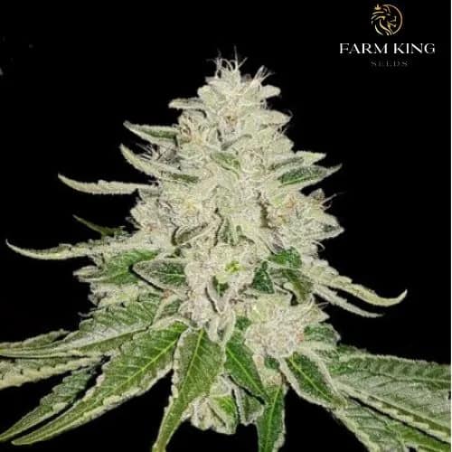 Fruity_OG_Kush_Feminized__Cannabis_Seeds
